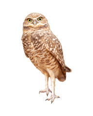 Burrowing Owl Facing Forward Extracted - obrazy, fototapety, plakaty