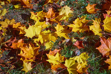 fallen maple leaves on the grass