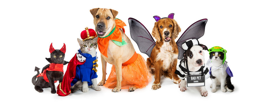 Cats and Dogs in Halloween Costumes Web Banner