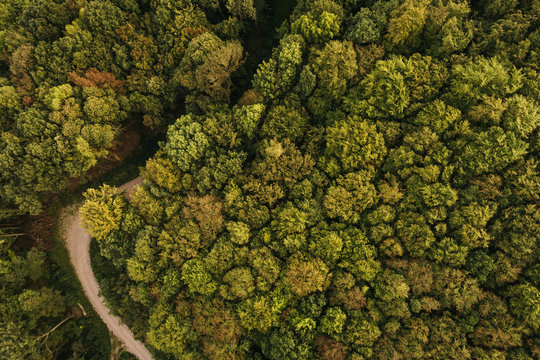 Austria, Lower Austria, Vienna Woods, Biosphere Reserve Vienna Woods, Aerial view of dirt road and forest in the early morning