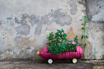 Flowers in children's car made of plastic bottles on concrete wall background.