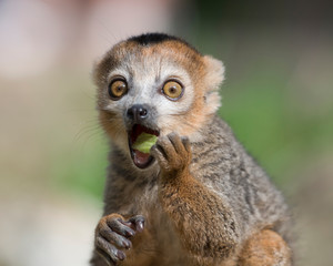 Portrait of eating crowned lemur with eyes wide open