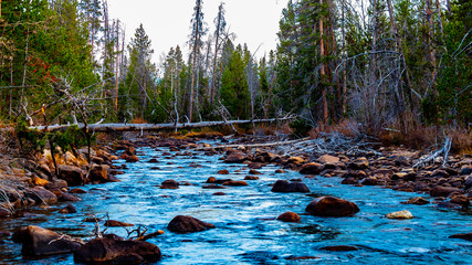River with rapids running through a forest