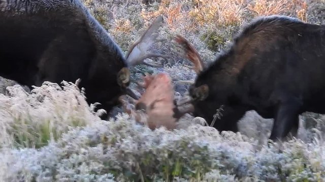 Two large bull moose sparring during rut season in Colorado.
