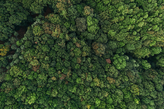 Austria, Lower Austria, Vienna Woods, Biosphere Reserve Vienna Woods, Aerial view of forest in the early morning