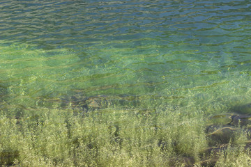 Monochromatic green background of an alpine lake with aquatic plant.