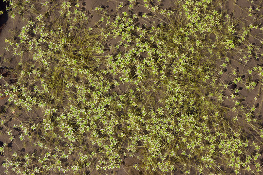 Natural pattern of aquatic plants, Callitriche Palustris,  in an alpine lake.