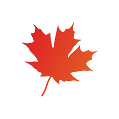 maple leaf logo icon design template vector