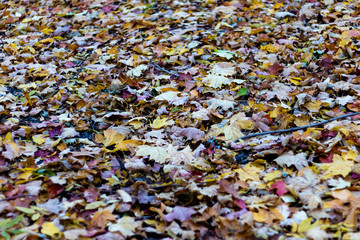 Fall leaves on the ground. 