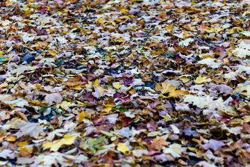 Fall leaves on the ground. 