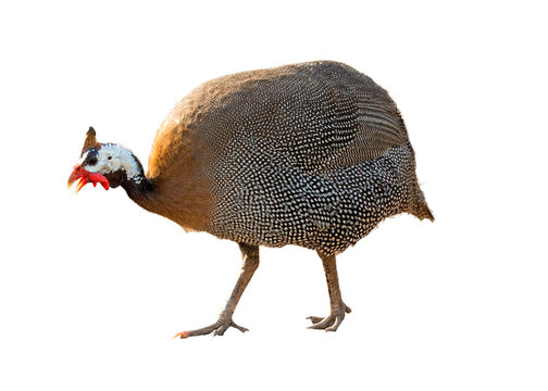 Guineafowl Bird Extracted Photo