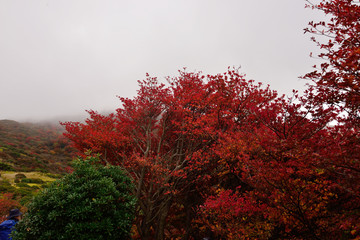 くじゅうの紅葉