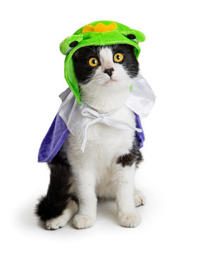 Kitten Wearing Halloween Frog Prince Costume