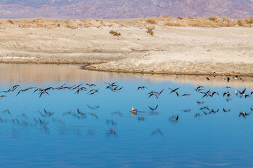 Birds flying at The Salton Sea, with their reflections in the water