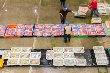 静岡県沼津魚市場　魚介類の競り場