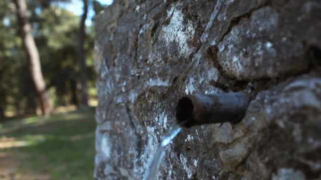 A fount deep in the forest...