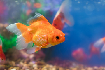 Goldfish in freshwater aquarium with green beautiful planted tropical
