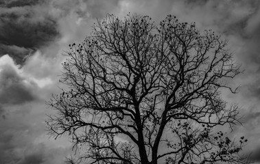 Fototapeta na wymiar Silhouette dead tree on dark dramatic grey sky and clouds background for scary, death, and peace concept. Halloween day background. Art and dramatic on black and white. Despair and hopeless concept.