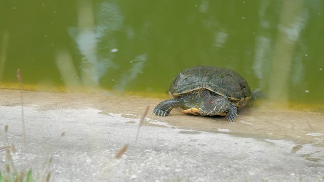 European Pond Turtule, turtoise, sunbathing on edge of pond