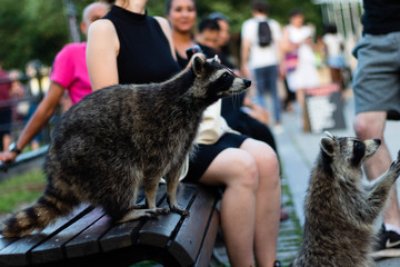 A raccoon on the Mount-Royal mountain, in Montreal, Quebec, Canada. A raccoon in the city. A...