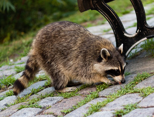 A raccoon on the Mount-Royal mountain, in Montreal, Quebec, Canada. A raccoon in the city. A raccoon in the urban environment. © Natalia