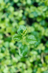background of green leaves, shallow depth of field