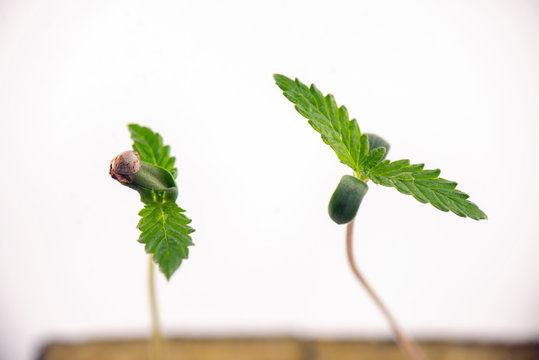 Cannabis seedling growing on a cube isolated over white background