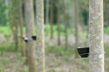 Para rubber is major plant of Thailand and plant economic of south of thailand