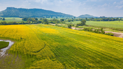 Obraz premium Farm Sunhemp kwiaty. Piękne żółte kwiaty pola