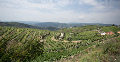 Spectacular Vineyards in Summer