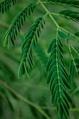 Green leaves, pattern of green leaves, natural background with leaves.
