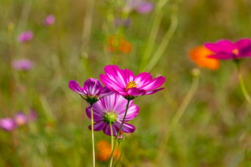 Fototapeta premium Cosmos flowers / shooting place is Kazo city Saitama prefecture, Japan