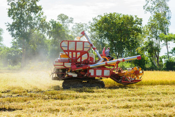 Fototapeta premium Combine harvester Working on rice field. Harvesting is the process of gathering a ripe crop