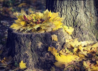 autumn leaves on tree