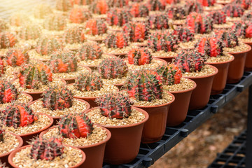 beautiful little cactus