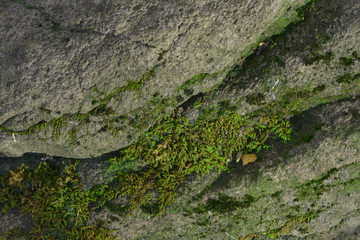 Moss growing on a rock