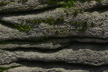 Close-up of moss on a rock