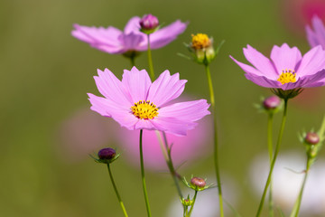Cosmos flowers / shooting place is Kazo city Saitama prefecture, Japan