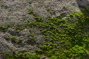 Close-up of moss on a rock
