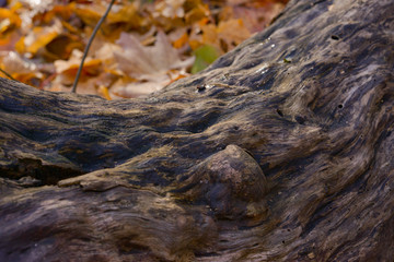 Tree branch on the ground
