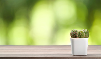 cactus on wood office desk with beautiful green nature background