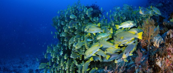 Very big school of Ribboned sweetlips, Plectorhinchus polytaenia and Yellowbanded sweetlips, Plectorhinchus lineatus , at Raja Ampat, West Papua, Indonesia