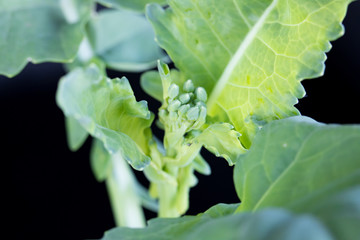 Canola plant in bud stage.