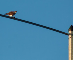 Osprey
