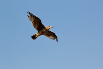 Seagull in flight