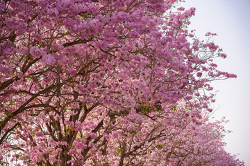 Tabebuia rosea is a Pink Flower neotropical tree