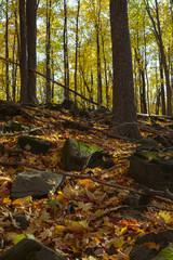 Colorful forest