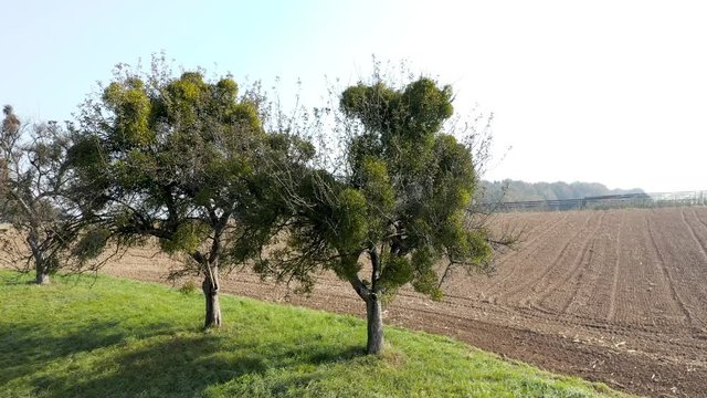 Aerial view on old orchard with trees covered in mistletoe