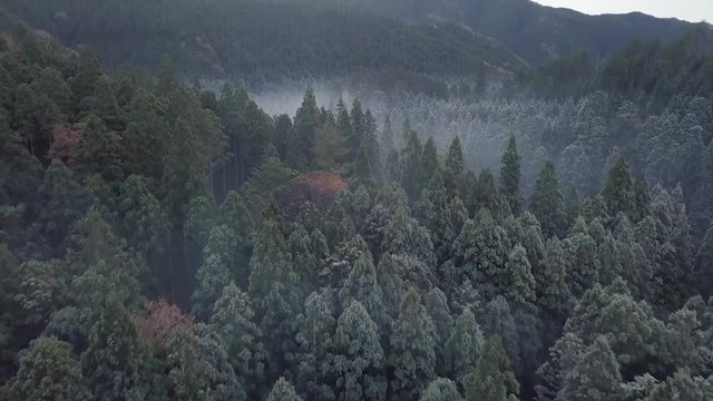 AERIAL: Misty morning above the forest in Mount Koya, Japan.