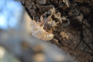 insect skeleton